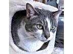 Adopt Zeppelin a Tabby