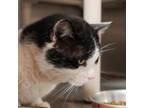Adopt Jorge Jr a Domestic Short Hair