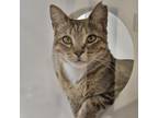 Adopt Whittaker Chessman a Domestic Medium Hair