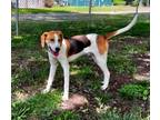 Adopt Joker a Hound, Foxhound