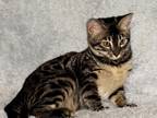 Bengal Charcoal Female