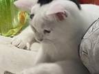 SALE White & Black Ragamuffin Munchkin Cross