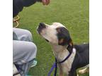 Adopt Montana a American Staffordshire Terrier