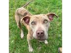 Adopt Kona a Catahoula Leopard Dog, Mixed Breed