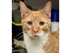 Adopt Carlito a Tabby, Domestic Short Hair