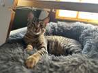 Adopt Flint a Manx