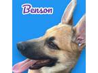 Adopt Benson - Pending a German Shepherd Dog, Mixed Breed