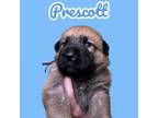 Adopt Prescott - foster-to-adopt pending a German Shepherd Dog, Mixed Breed
