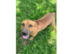 Adopt Peanut a Bull Terrier, Mixed Breed