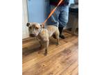 Adopt Colbert a Staffordshire Bull Terrier