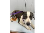 Adopt Jack Daniels a Staffordshire Bull Terrier