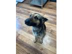 Adopt General a German Shepherd Dog