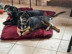 DONUT AND DAISY Dachshund Adult Male