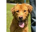 Bowlen Golden Retriever Adult Male