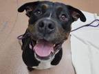 Malcolm American Pit Bull Terrier Young Male