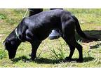 Midnight Labrador Retriever Adult Female