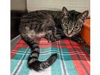 meadow Domestic Shorthair Senior Female