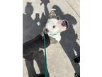 Snoop American Pit Bull Terrier Adult Male