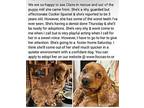 CLAIR Cocker Spaniel Adult Female
