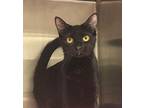Dove Domestic Shorthair Young Female