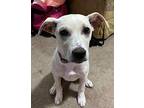 TWIX Labrador Retriever Puppy Male