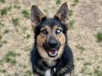 Winnie German Shepherd Dog Young Female