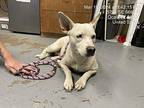 Muffin Australian Kelpie Adult Female