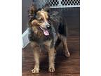 WENDY Australian Shepherd Young Female