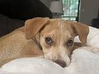 MURPHY Beagle Puppy Female