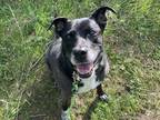 Tootsie Labrador Retriever Senior Female