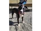 Bestie Terrier (Unknown Type, Small) Puppy Female