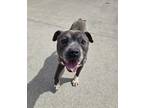 Koda American Pit Bull Terrier Adult Male