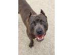 Luke American Pit Bull Terrier Adult Male