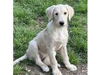 Jayla Labrador Retriever Puppy Female