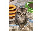 Lacey RI C2024 in RI Domestic Shorthair Kitten Female