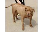 Harley American Pit Bull Terrier Senior Female