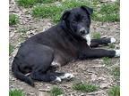 Silas Labrador Retriever Puppy Male