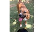 Adopt Paisley a Labrador Retriever, Mixed Breed
