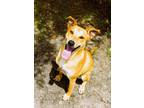 Adopt Hazelnut a German Shepherd Dog