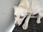 Adopt Misty a German Shepherd Dog