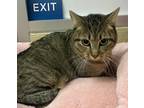 Adopt Tinkerbell a Tabby
