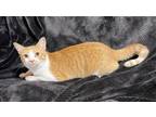 Adopt Cinnamon a Domestic Short Hair