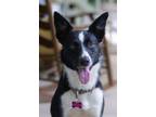 Adopt Lena a Border Collie