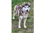 Adopt Maya a Husky, Mixed Breed