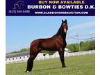 Flashy Bay Registered Twh Gelding