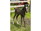 Great confirmation black filly