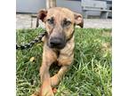 Adopt Tori GCH a Whippet