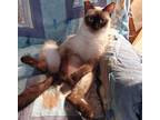 Adopt Sugar a Domestic Short Hair, Siamese