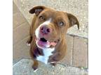 Adopt Darcy a American Staffordshire Terrier, Boxer