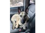 Adopt Roxy a German Shepherd Dog